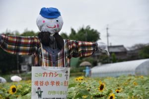 案山子作りは農家さんが小学校、幼稚園で教えています