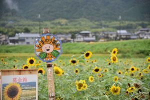 来年も元気に咲くひまわりが見たい!