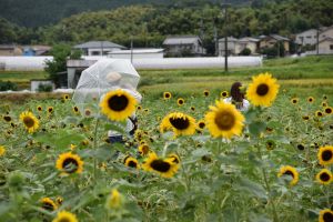 晴天のひまわりとはまた違う良さがありましたね