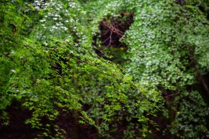 雨のお陰で一段と美しい庭園を拝見できました