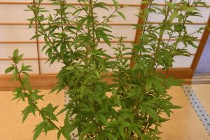 花が咲く時期にも違いがあるようです