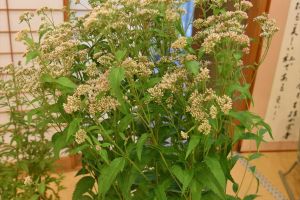 背が高く、葉もぼってりとしています