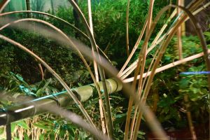 「秋の風」 庭師 椿野大輔 氏の作品