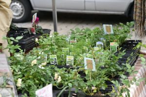 扱いやすい花や、寄せ植え - 花結びさん