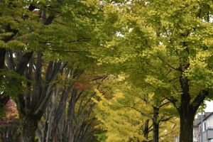 美しい散歩道。自転車専用道完備です。