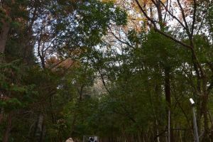 こどもと一緒に歩きやすいルートを選んで進みます。