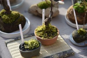 店主さんから育て方のコツなんかも聞けたり